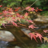 紅葉（仏通寺） 09.10.31