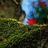 より紅く
