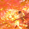 紅宿り
