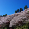 青空と桜と