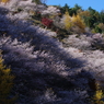 斜陽