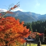 雷山千如寺大悲王院の大カエデ(6) 