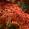 京都　円山公園の紅葉