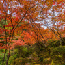 九年庵-主屋への道_2014.11.20