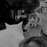 問い詰められる