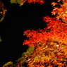 紅葉ライトアップ