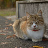 秋