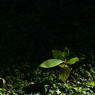 光と影　6