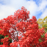 2014年紅葉01