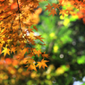 2014年紅葉02