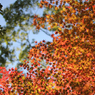 2014年紅葉06