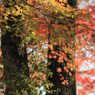 2014年紅葉09