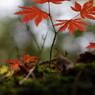 秋の彩り　５