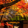 京都嵐山散策、常寂光寺壱