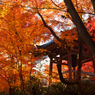 京都嵐山散策、常寂光寺弐