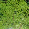 midori-sukosi-aka