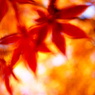 紅葉　神戸市立森林植物園⑤