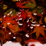 紅の泪