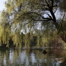 井の頭公園の柳