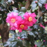 山茶花＠井の頭公園