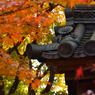 京都嵐山散策、二尊院、瓦と紅葉