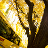 Hato Bus
