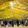 東京銀杏日和
