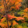 紅葉散歩道１