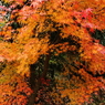 紅葉散歩道２