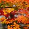 紅葉散歩道３