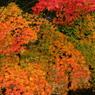 紅葉散歩道４