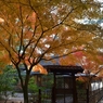 栗林公園の紅葉