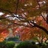 栗林公園の紅葉