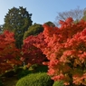 栗林公園の紅葉
