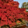 栗林公園の紅葉