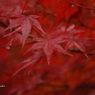 2014紅葉Ⅲ