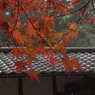 大洞院紅葉2