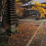 大洞院紅葉4