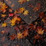 大洞院紅葉7