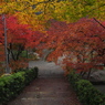 大洞院紅葉9