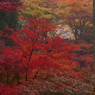 大洞院紅葉12
