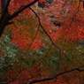 大洞院紅葉15
