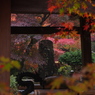 大洞院紅葉16