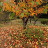 紅葉散歩道６