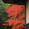紅葉散歩道７