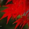 ２０１４紅葉Ⅳ