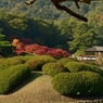 栗林公園の紅葉