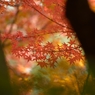 栗林公園の紅葉