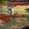 栗林公園の紅葉