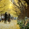 東京銀杏日和